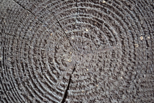 close up of tree ring cross section