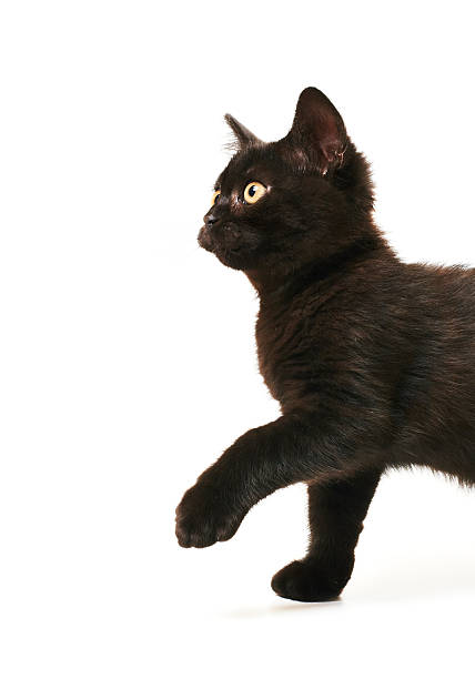 istock Tabby Black British Shorthair Kitten on white background 178856779