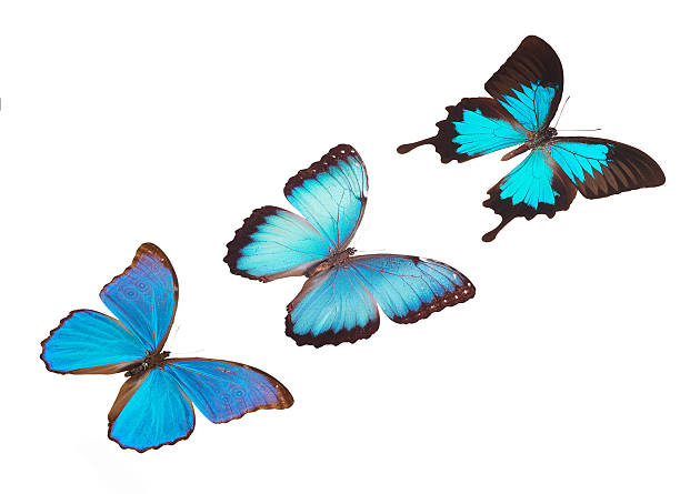 istock blue butterfly collection isolated on white 178856795