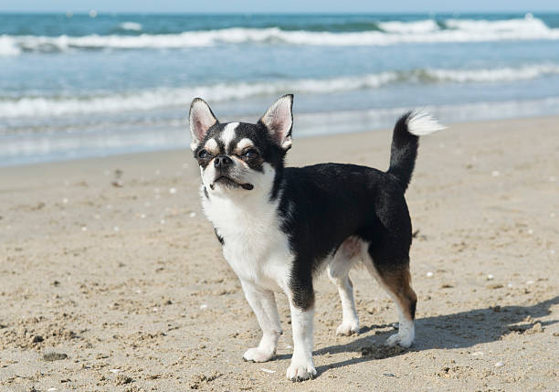 istock chihuahua on the beach 178856822