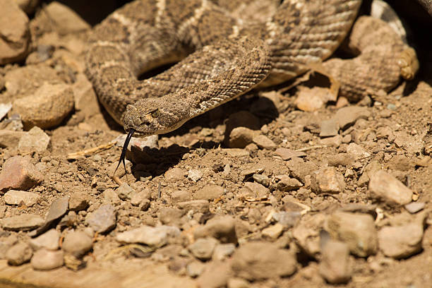 istock Western Diamond Backed Rattlesnake 178856839