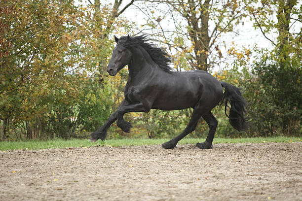 istock Black friesian stallion running on sand in autumn 178856849