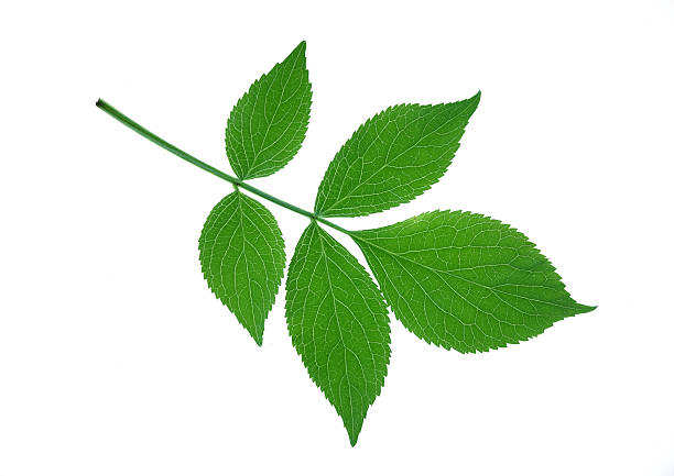 elder leaf stock photo