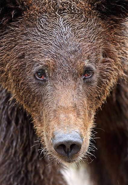 istock Brown bears in the Carpathians. 178857105