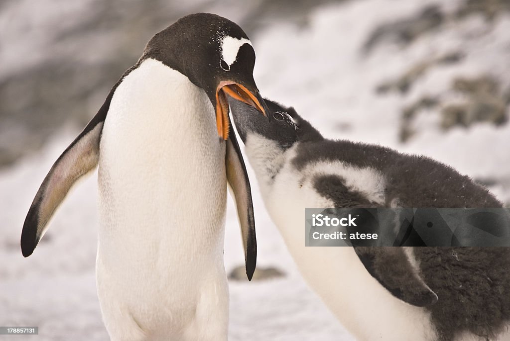 Pinguim - Royalty-free Alimentar Foto de stock