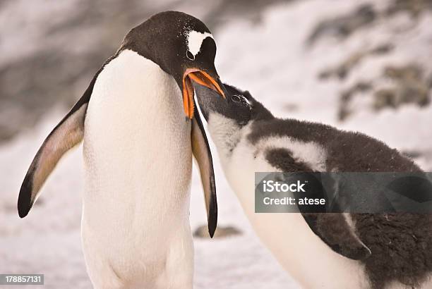 Pinguim - Fotografias de stock e mais imagens de Alimentar - Alimentar, Animal, Animal selvagem