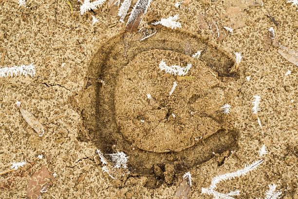 istock horseshoe mark on frozen ground 178857213