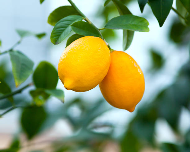 lemons - lemon lemon tree tree branch stock-fotos und bilder