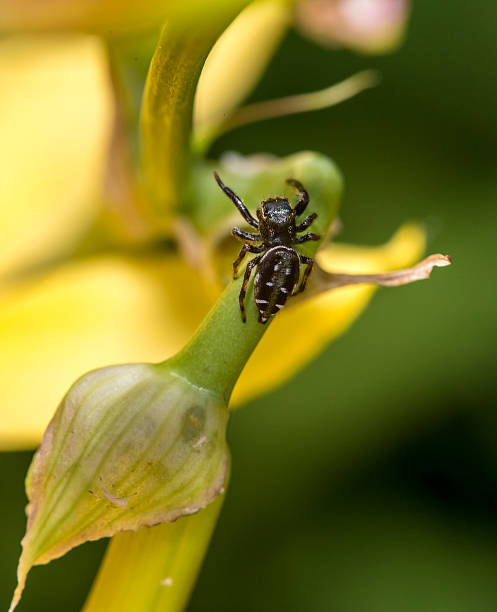 istock The jumping spider family (Salticidae) 178857478