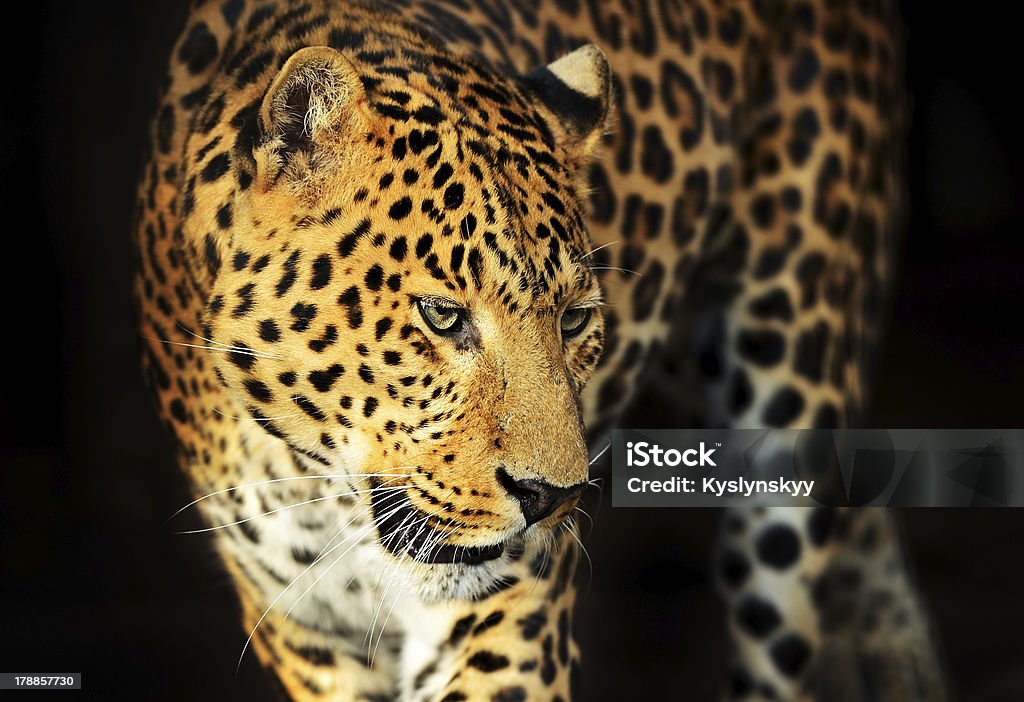 Retrato de leopardo - Foto de stock de Animais caçando royalty-free