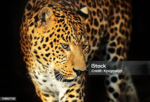 Foto de Retrato De Leopardo e mais fotos de stock de Animais caçando - Animais caçando, Animal, Animal selvagem