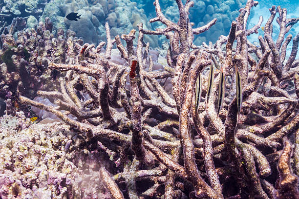 istock Razorfish at Surin island 178857777