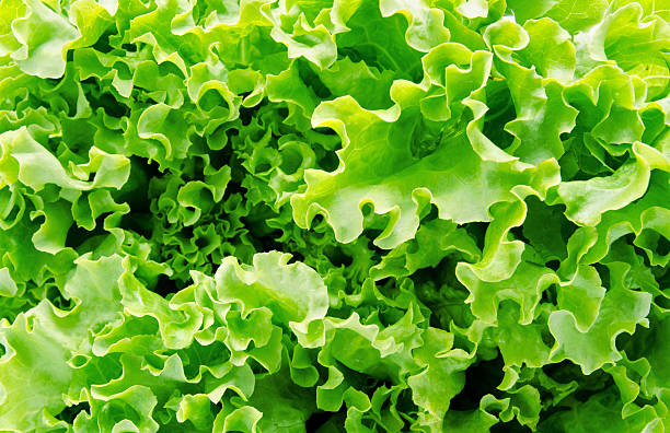 istock Background of green lettuce 178857820