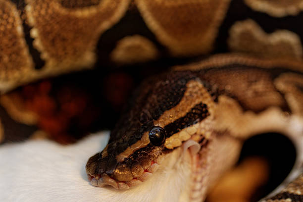 Ball Python Killing Mouse 30+ Creep Mouse Stock Photos, Pictures & Royalty-Free Images - iStock