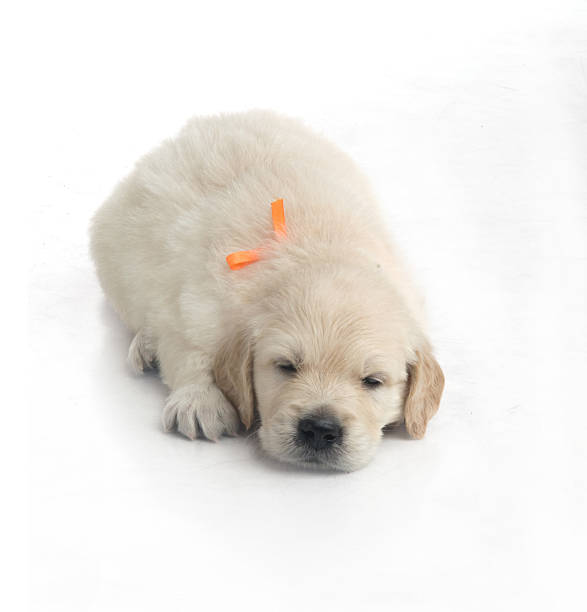 istock small cute golden retriever puppy,  on white background 178857981