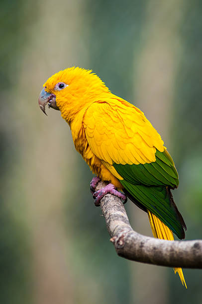 papagaio amarela - vestigial wing - fotografias e filmes do acervo