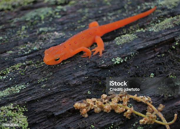 Tritón De Orange Foto de stock y más banco de imágenes de Este - Este, Salamandra, Tennessee