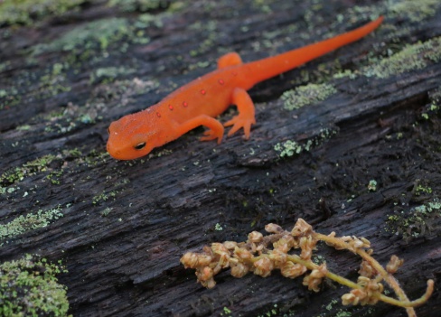 A orange newt on the Appalachian Trail in The Great Smoky Mountain National Park.