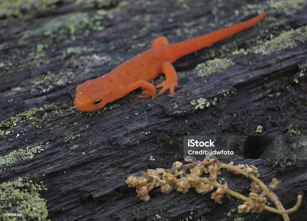 Pomarańczowy Newt - Zbiór zdjęć royalty-free (Wschód)