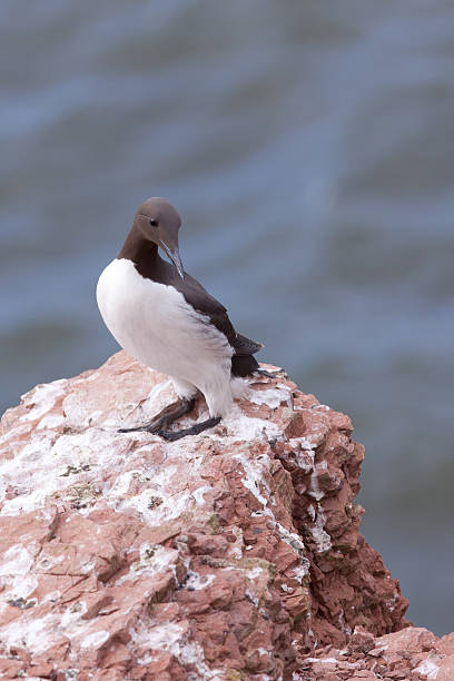 istock Guillemot on a cliff 178858419