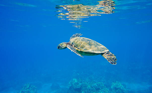 istock Hawaiian Green Sea Turtle Under Water 178858422