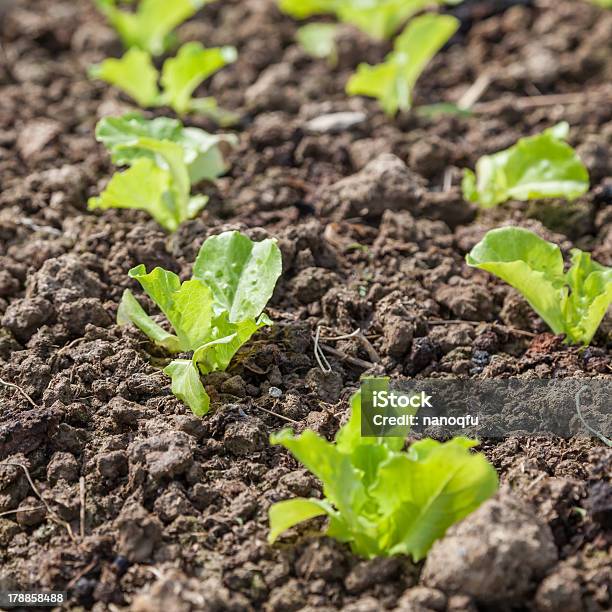 Jovem De Alface - Fotografias de stock e mais imagens de Agricultura - Agricultura, Alface, Ao Ar Livre