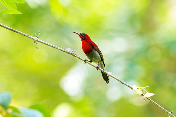 istock Bird of Thailand 178858739