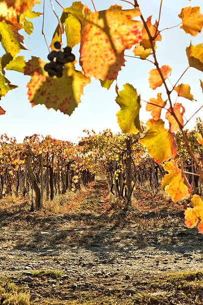 istock Autumn in the vineyard 178858865