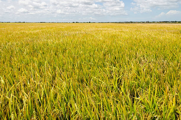 istock Padi Field, Sekinchan, Malaysia 178858948