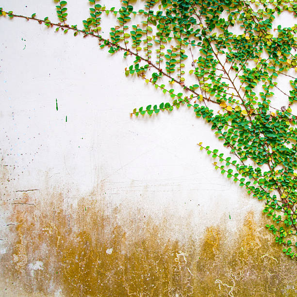 istock Green plants and walls 178858968