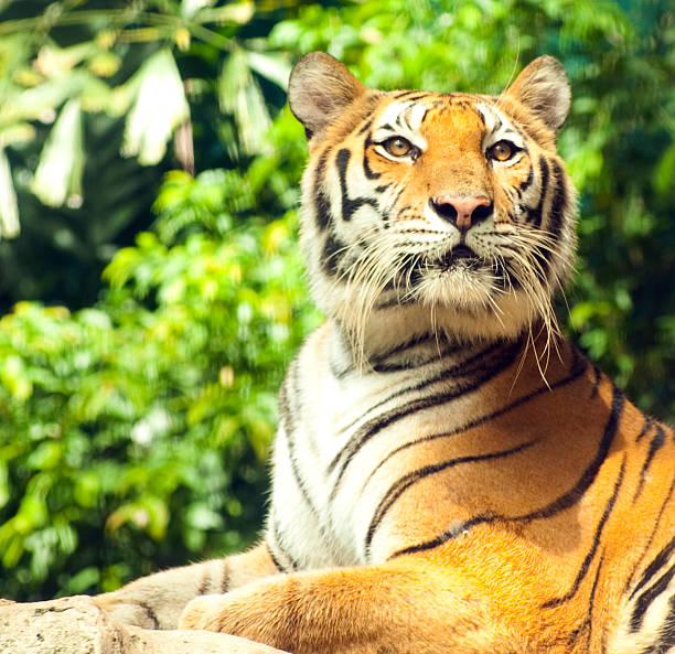 tigre de espera - tiger bengal tiger circus black fotografías e imágenes de stock