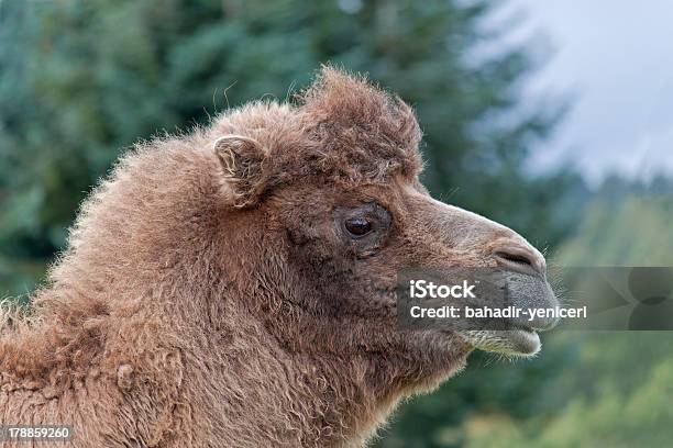 Camelo Bactriano - Fotografias de stock e mais imagens de Animal - Animal, Arábia, Arábia Saudita