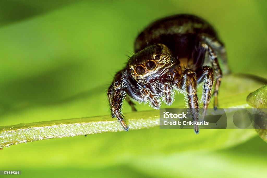 Springspinne, Salticus scenicus - Lizenzfrei Blatt - Pflanzenbestandteile Stock-Foto