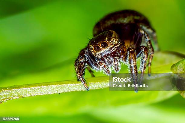 Springspinne Salticus Scenicus Stockfoto und mehr Bilder von Blatt - Pflanzenbestandteile - Blatt - Pflanzenbestandteile, Extreme Nahaufnahme, Fotografie