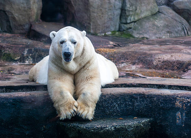 Niedźwiedź polarny w zoo – zdjęcie