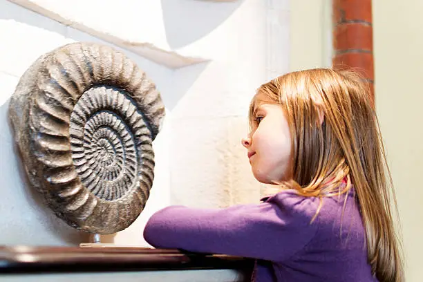 A young girl looks at an ammonite on display in a museum