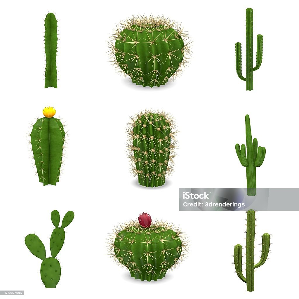 cactuses セット - アメリカ合衆国のロイヤリティフリーストックフォト
