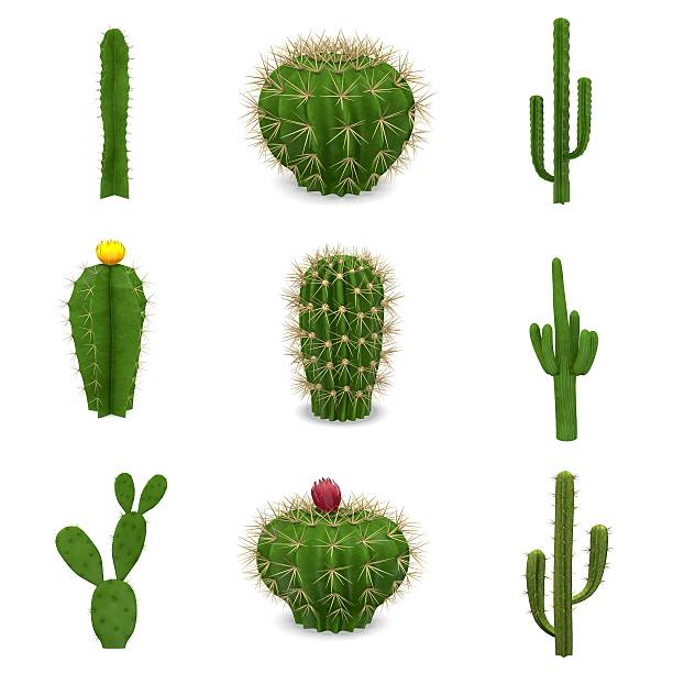 istock A set of nine cacti isolated on a white background 178859885