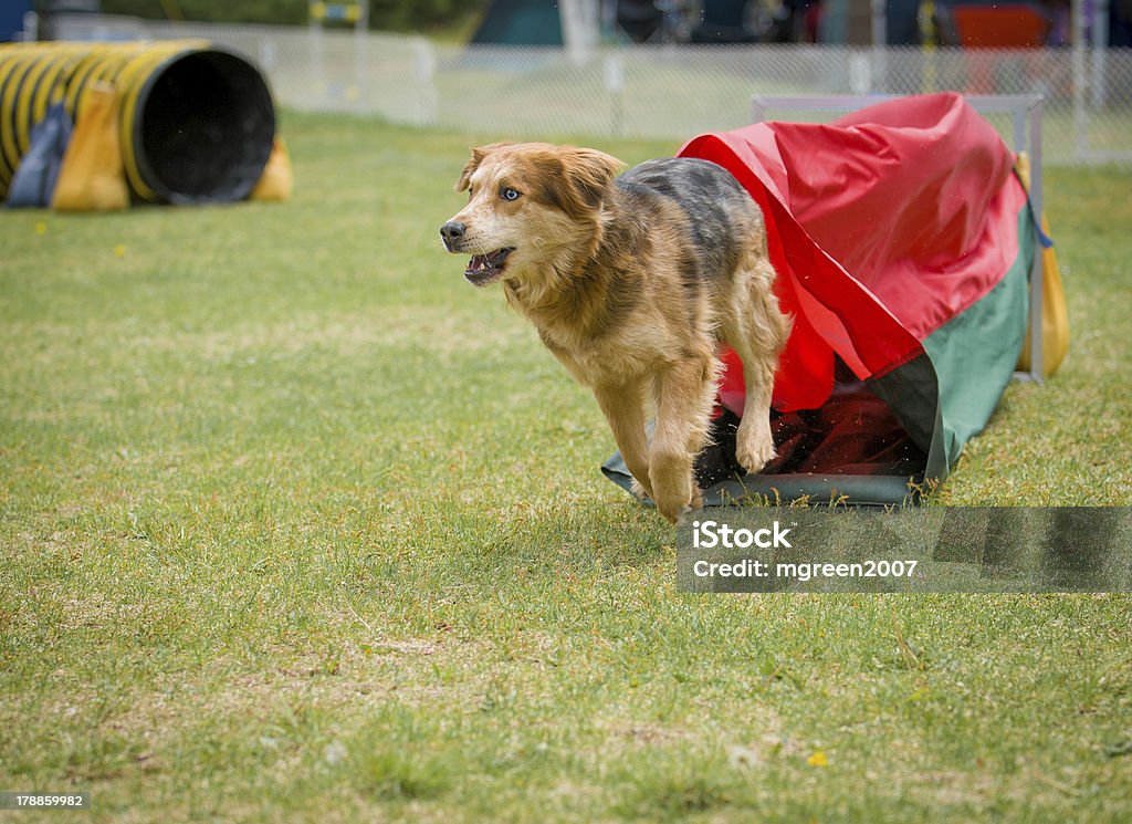 Cão castanho sair do túnel de agilidade - Royalty-free Agilidade Foto de stock