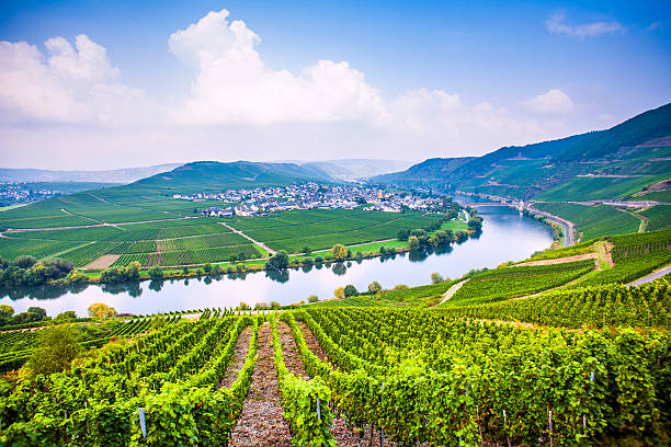 istock famous Moselle Sinuosity with vineyards 178859989