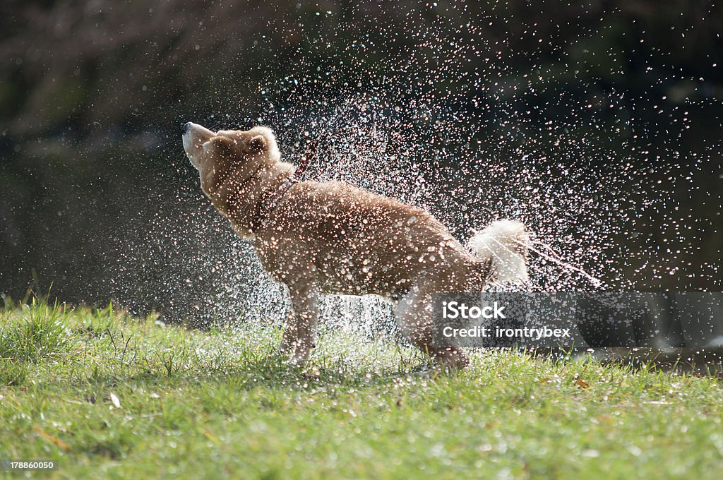 Shaking water Shiba Inu dog shaking off water after bath in the river Shaking Stock Photo