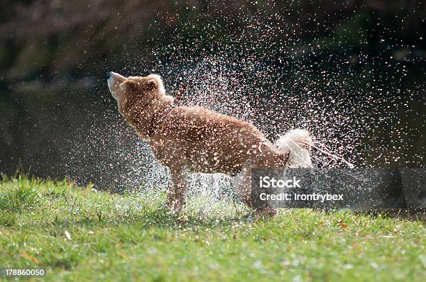 Shaking Water Stock Photo - Download Image Now - Shaking, Dog, Shiba Inu