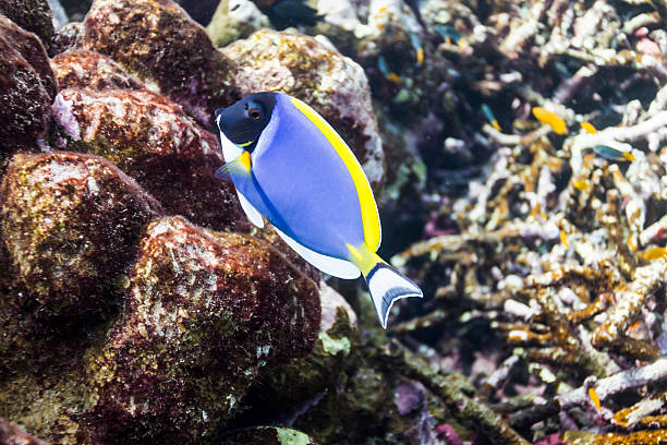 istock Powder blue tang at Surin national park 178860183