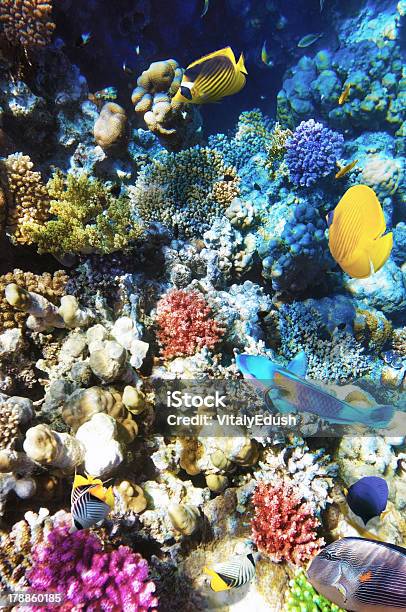 산호색 및 고기잡이 레드 바다빛 이집트 남아프리카 0명에 대한 스톡 사진 및 기타 이미지 - 0명, 군체, 깊은