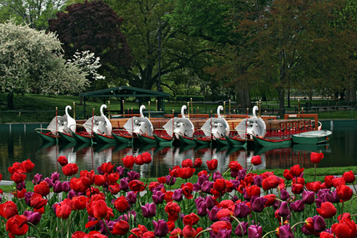 Springtime and Swan Boats at the Boston's Public Gardens