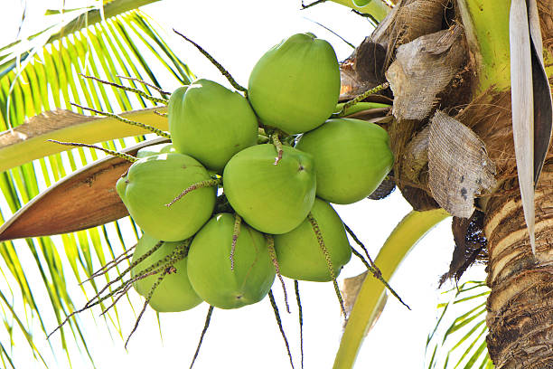 green coconut at tree stock photo