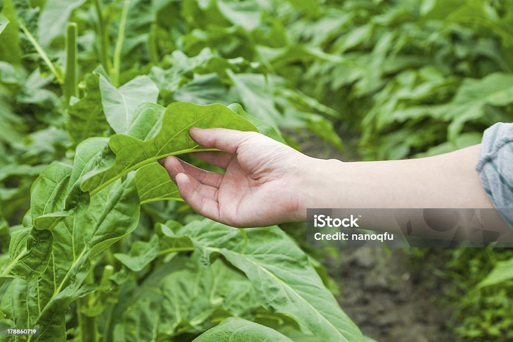 tobacco plant tobacco field after cutting their flowers, which could increased the yield of leaves. Leaf Stock Photo