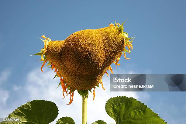 Alien Sonnenblume Stockfoto und mehr Bilder von Aufnahme von unten - Aufnahme von unten, Außerirdischer, Blatt - Pflanzenbestandteile