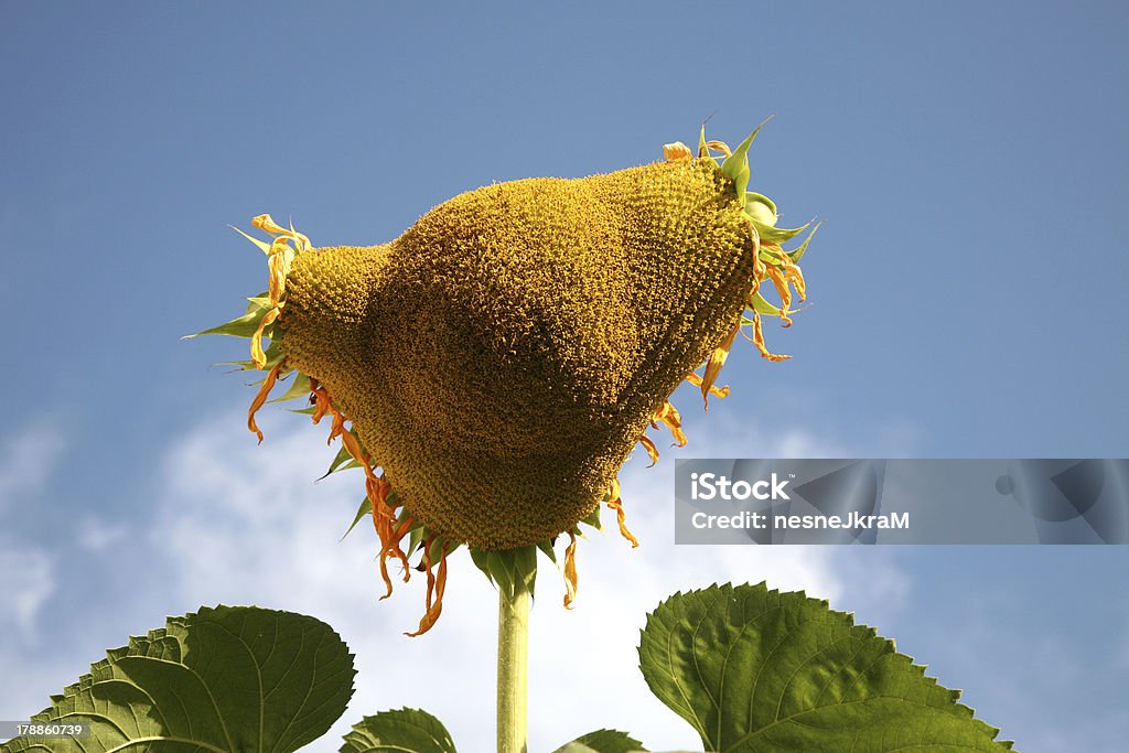 Alieno girasole - Foto stock royalty-free di Alieno