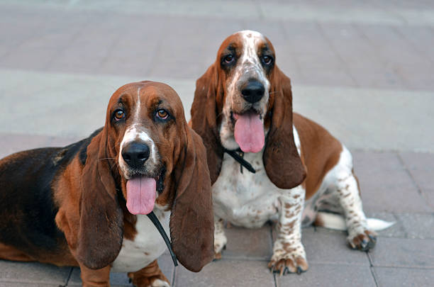 istock Basset Hounds 178860845